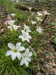 Zephyranthes candida