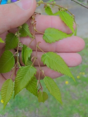 Zelkova