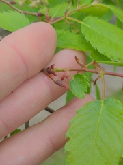 Zelkova