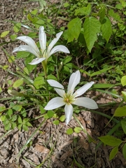Zephyranthes candida