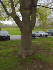 Zelkova
