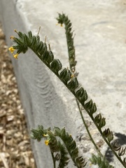 Amsinckia menziesii