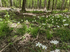 Zephyranthes candida