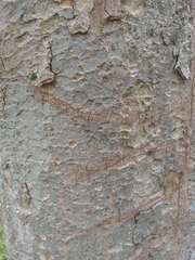 Zelkova
