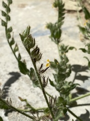 Amsinckia menziesii