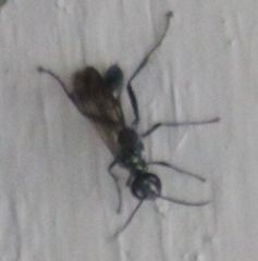 Chalybion zimmermanni