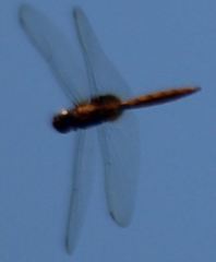 Tauriphila australis