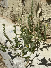 Amsinckia menziesii