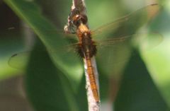 Tauriphila australis