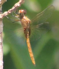 Tauriphila australis