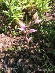 Limodorum trabutianum