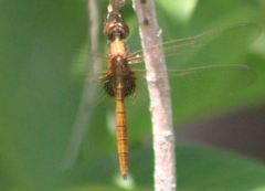 Tauriphila australis