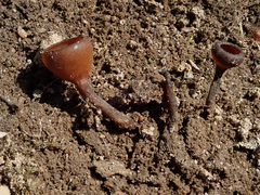 Dumontinia tuberosa