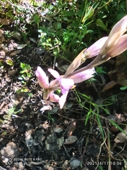 Limodorum trabutianum