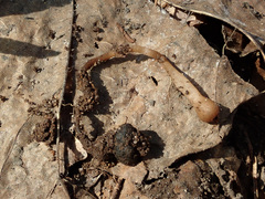 Dumontinia tuberosa
