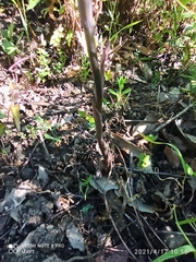 Limodorum trabutianum