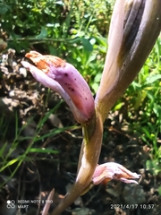 Limodorum trabutianum