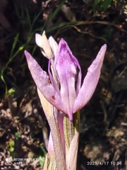 Limodorum trabutianum