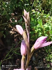 Limodorum trabutianum