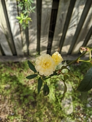 Rosa banksiae