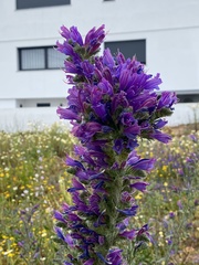 Echium tuberculatum