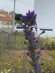 Echium tuberculatum
