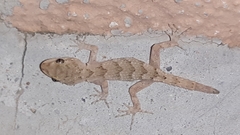 Mediodactylus