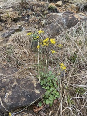 Packera serpenticola