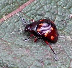 Grammodesma