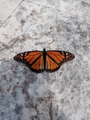 Danaus plexippus