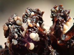 Calycellina alniella