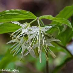 Prosartes maculata