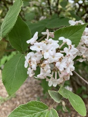 Viburnum carlesii