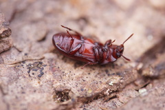 Uloma culinaris
