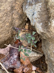 Thalictrum macrostylum