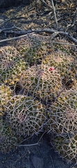 Mammillaria karwinskiana karwinskiana