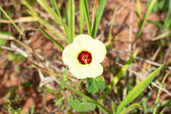 Pavonia cancellata