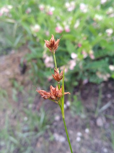 Image of Rhynchospora grayi by (c) Scott Ward, some rights reserved (CC BY)