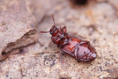 Uloma culinaris