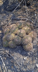 Mammillaria karwinskiana karwinskiana