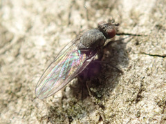 Egle ciliata