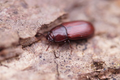 Uloma culinaris