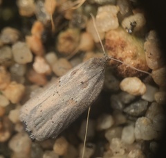 Acleris maculidorsana