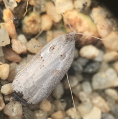Acleris maculidorsana