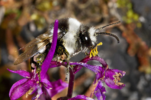Melecta obscura