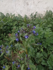 Anchusa stylosa