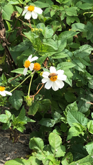 Apis mellifera image