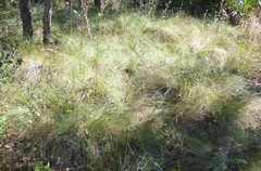 Aristida stricta