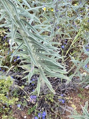 Echium tuberculatum