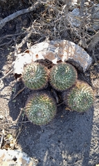 Mammillaria karwinskiana karwinskiana